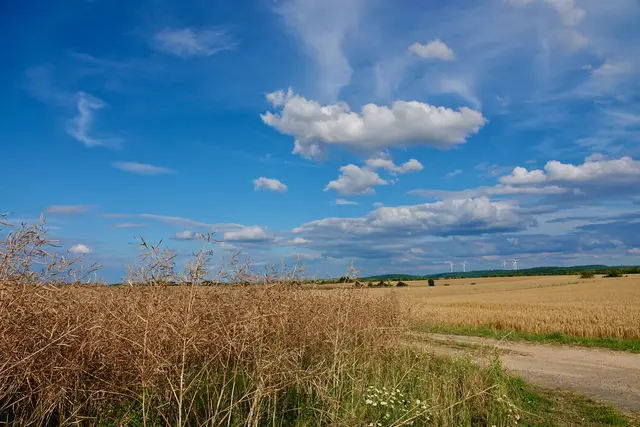 Bald reiferes Raps-und sonstiges Getreide, eine weite Odenwald-Szenerie und bombastische Wolkenburgen  am blauen Himmel bei Wertheim. 