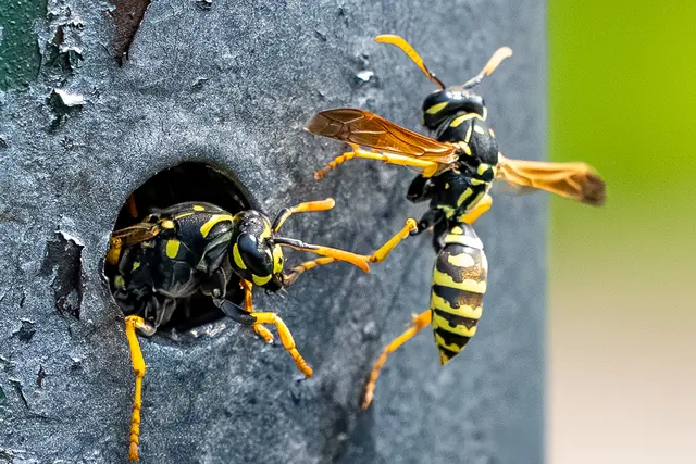 Zwei Wespen im Dialog: ein Wechsel der Wachposten oder einfach ein flüchtiger Gruß im Flugverkehr?
Die Details, die man sonst nie sieht – eingefangen durch das Auge der Makrofotografie. | Foto: Thorsten Roth / Qualitus365