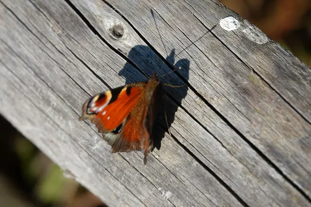 Tagpfauenauge 