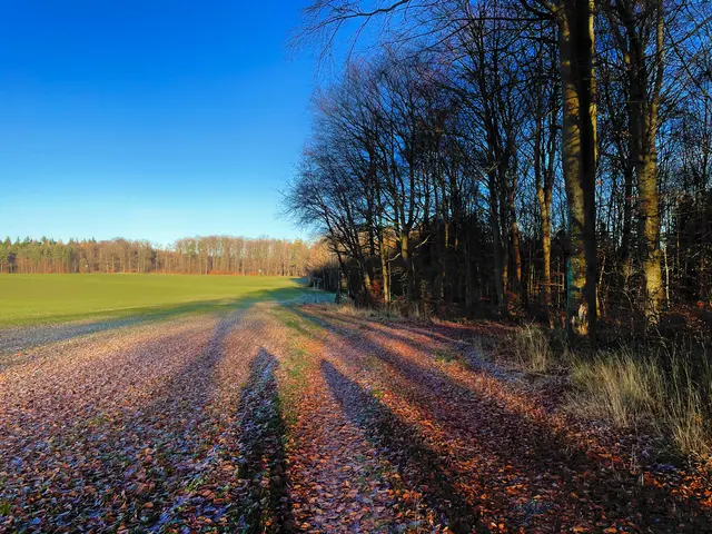Spätherbstlicher November 