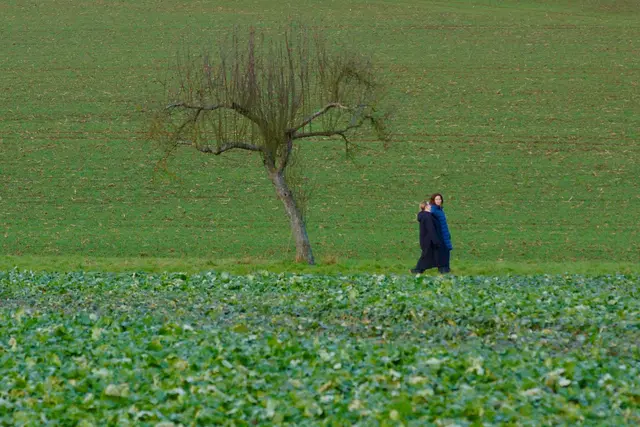 Dezemberszenerie mit Solitärbaum

Zwei junge Frauen auf dem Heimweg in grüner Umgebung
Es ist ein kühler Dezemberabend in einer grünen, sanften, aber schneefreien Landschaft. Der Himmel ist von zarten, graublauen Wolken überzogen, durch die immer wieder vereinzelt Sonnenstrahlen brechen und dem Tag eine besondere Stimmung verleihen. Die Luft ist frisch, aber glücklicherweise nicht zu kalt – das ungewöhnlich grüne Gras und vereinzelte kleine Wildblumen lassen den Winter beinahe vergessen.
Inmitten der friedlichen Umgebung steht ein mächtiger Solitärbaum, dessen ausladende Äste wie schützende Arme wirken. Sein Laub ist teils noch grün, teils leicht vergilbt – ein leiser Hinweis darauf, dass der Herbst noch nicht ganz vergangen und der Winter erst im Anmarsch ist. Unter dem Baum ist der Boden weich, das Moos dämpft die Schritte und lädt geradezu ein, kurz innezuhalten.
Auf einem schmalen, gewundenen Pfad gehen zwei junge Frauen Seite an Seite. Ihre Stimmen hallen leise in der ruhigen Landschaft wider, begleitet vom gelegentlichen Rascheln der Blätter im Wind. Beide tragen wärmende Jacken, ihre Gesichter sind entspannt, und sie scheinen sich angeregt zu unterhalten. Der Weg führt sie am Apfelbaum vorbei, an sanften Hügeln entlang, bis in die Ferne die Dächer ihres Heimatortes sichtbar werden.
Die Szene strahlt eine besondere Ruhe und Harmonie aus – der Kontrast zwischen dem winterlichen Monat und der üppigen, grünen Umgebung wirkt fast märchenhaft. Der Solitärbaum als Sinnbild für Standhaftigkeit und Schutz, die Freundschaft der beiden Frauen auf ihrem Heimweg – gemeinsam, im Einklang mit der Natur.

Text und Foto Roland Schönmüller

Jetzt aber heim! Entlang am Solitär-Apfelbaum geht es nach einem erfrischenden Dezember-Spaziergang heimwärts in wärmere Gefilde. Foto Roland Schönmüller
