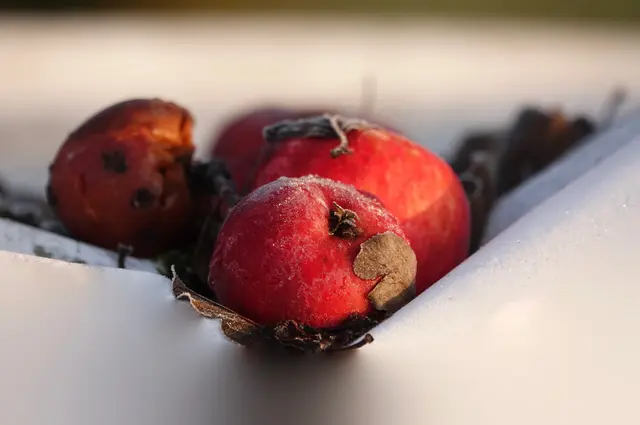 "Nikolaus-Äpfel", nicht im Schnee, sondern auf einer Heuballen-Folie. 