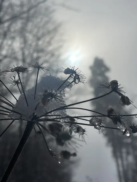Kälte, Nebel, Schnee 