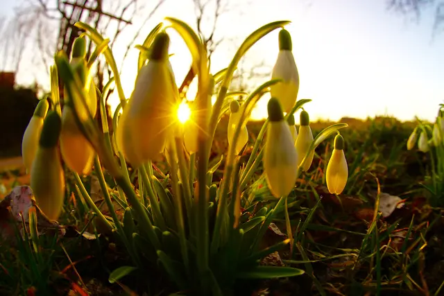 Schneeglöckchen am frühen Februar-Morgen!