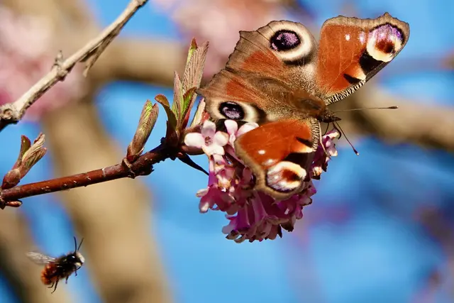 Schon im zeitigen Frühjahr entfalten die ersten Knospen ihren Zauber bei uns in der Region . Mit ihren intensiven Farben und betörenden Düften locken die Frühblüher nicht nur Spaziergänger an, sondern auch die geflügelten Besucher: Tagpfauenauge und kleine Wildhummel werden von den begehrten Blüten-Pollen magisch angezogen. Die Pflanzen bieten ihnen neben dem aromatischen Duft auch wertvolle Vitamine, die für den Start in die neue Saison unverzichtbar sind.

Roland Schönmüller
