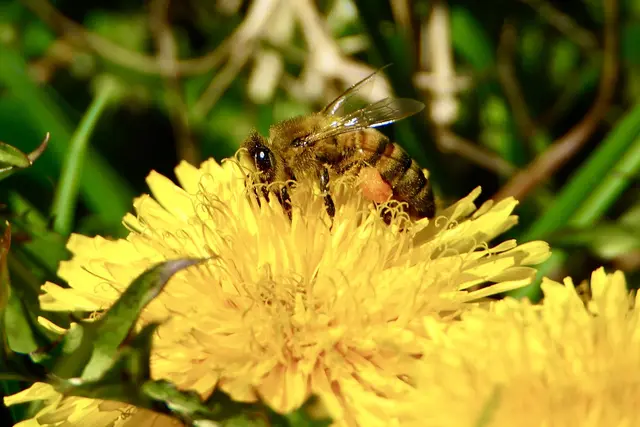 Frühlings-Faszination Flora Fauna