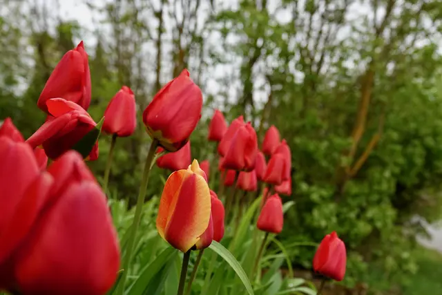 Tulpen-Szenerie im April bei Eichenbühl-Windischbuchen 