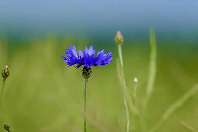 Kornblume, Kornfeld, Klang.

Die Kornblume ist weit mehr als eine einfache Feldblume. In ihrer leuchtend blauen Erscheinung verbindet sich die Geschichte der Kulturlandschaft mit einer Symbolik, die seit jeher Dichterinnen, Dichter und Naturbetrachtende fasziniert. 
Einst gehörte sie selbstverständlich zu den Getreidefeldern Mitteleuropas und setzte zwischen dem Gold des Korns einen stillen, aber eindrucksvollen Farbakzent. Gerade dieser Kontrast verleiht ihr ihre besondere ästhetische Kraft: Das zarte Blau wirkt wie ein Echo des Himmels auf der Erde und macht die Kornblume zu einem Bild für Schönheit, Weite und sommerliche Leichtigkeit.
In literarischer Hinsicht steht die Kornblume häufig für Sehnsucht, Hoffnung und die stille Kraft des Einfachen. Sie ist keine prunkvolle Gartenblüte, sondern ein Gewächs des Feldes, das ohne Inszenierung auskommt und gerade dadurch seine Wirkung entfaltet. 
Ihre Schönheit ist unaufdringlich, aber eindringlich. Sie erinnert daran, dass das Wahre und Berührende oft im Schlichten liegt. Zugleich ruft sie Bilder von Sommer, Kindheit und einer ursprünglichen Natur hervor, die heute vielerorts verschwunden ist. Damit wird sie auch zum Symbol der Vergänglichkeit: Ihr kurzes Leuchten im Feld verweist auf die Kostbarkeit des Augenblicks und auf die Zerbrechlichkeit dessen, was als selbstverständlich erscheint.
Fazit: Die Kornblume vereint auf eindrucksvolle Weise Natur, Geschichte und poetische Symbolkraft. In ihrer schlichten Erscheinung entfaltet sie eine tiefe Wirkung, weil sie für Schönheit ohne Prunk, für Erinnerung ohne Pathos und für Sehnsucht ohne Lautstärke steht. Gerade darin liegt ihre literarische Bedeutung: Sie macht sichtbar, wie viel Ausdruck im Einfachen verborgen sein kann.  

Roland Schönmüller
