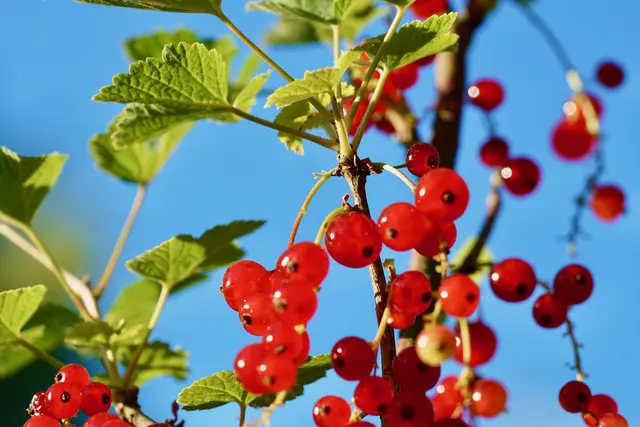 Auf Johanna zu! Johannisbeeren im Garten. 