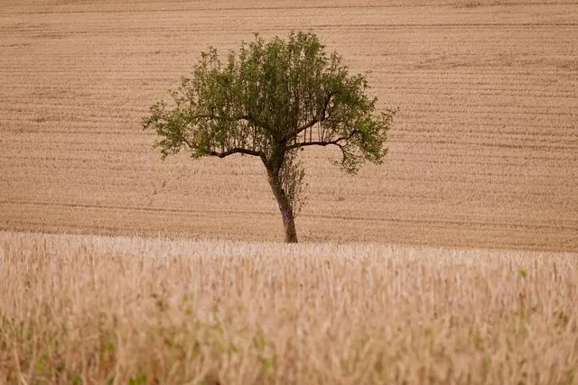Umgeben von Stoppelfeldern trotzt ein grüner Baum Hitze und Trockenheit.
