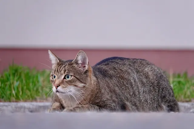 Aufmerksamer geht’s nicht:
Da sitzt die Katze, gespannt wie eine flauschige Armbrust, jede Schnurrhaarantenne auf Empfang, die Pupillen im Zielfernrohrmodus. Irgendwo da draußen muss sich etwas Ungeheuerliches regen — ein Blatt, ein Schatten, ein Staubkorn mit Größenwahn. Und sie? Vollkommen bereit. Eine Jägerin im Pelzmantel, zwischen Zen-Meisterin und Dramaqueen, kurz davor, dem Universum mit einem einzigen Sprung zu erklären, wer hier die Wohnzimmer-Safari regiert.

Foto Roland Schönmüller

